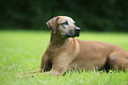 Rhodesian Ridgeback Senior