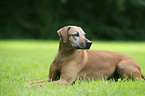 Rhodesian Ridgeback Senior