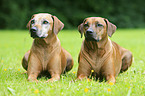 Rhodesian Ridgeback Senior