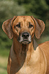 old Rhodesian Ridgeback head