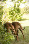 Rhodesian Ridgebacks