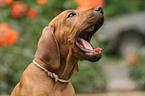 Rhodesian Ridgeback Puppy