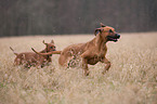 running Rhodesian Ridgebacks