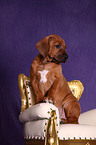 Rhodesian Ridgeback Puppy