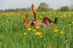 rolling Rhodesian Ridgeback