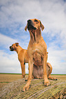 Rhodesian Ridgeback and German Boxer