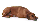 lying Rhodesian Ridgeback