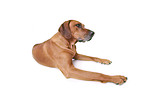 lying Rhodesian Ridgeback