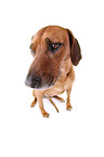 sitting Rhodesian Ridgeback