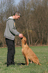 man and Rhodesian Ridgeback