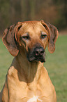 Rhodesian Ridgeback Portrait