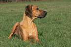 lying Rhodesian Ridgeback