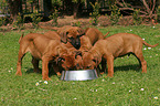 Rhodesian Ridgeback Puppies