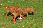 Rhodesian Ridgeback Puppies