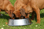 Rhodesian Ridgeback Puppies