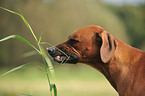 Rhodesian Ridgeback Portrait