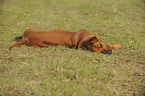 rolling Rhodesian Ridgeback