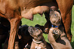 Rhodesian Ridgebacks