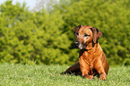 lying Rhodesian Ridgeback