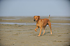 running Rhodesian Ridgeback