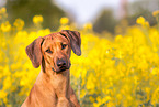 Rhodesian Ridgeback Portrait