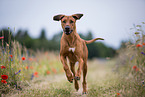 running Rhodesian Ridgeback