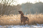 2 Rhodesian Ridgebacks