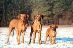 Rhodesian Ridgebacks