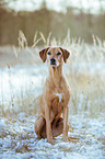 Rhodesian Ridgeback