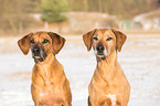 2 Rhodesian Ridgebacks