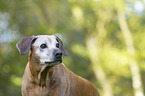 old Rhodesian RIdgeback