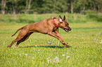 running Rhodesian Ridgeback