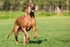 running Rhodesian Ridgeback