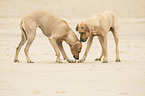 standing Rhodesian Ridgebacks