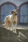 standing Rhodesian Ridgeback