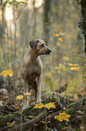 standing Rhodesian Ridgeback