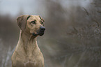 Rhodesian Ridgeback portrait