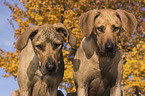 2 Rhodesian Ridgebacks