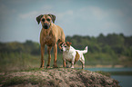 Rhodesian Ridgeback with Jack Russell Terrier