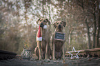 sitting Rhodesian Ridgebacks