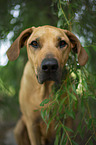 Rhodesian Ridgeback