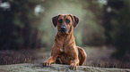 lying Rhodesian Ridgeback