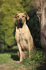 sitting Rhodesian Ridgeback