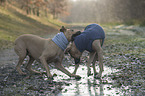 Rhodesian Ridgebacks