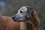 Rhodesian Ridgeback portrait