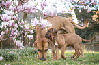 Rhodesian Ridgebacks