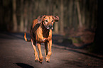 running Rhodesian Ridgeback