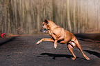 playing Rhodesian Ridgeback