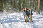 2 Rhodesian Ridgebacks