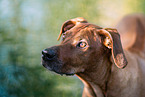 old female Rhodesian Ridgeback